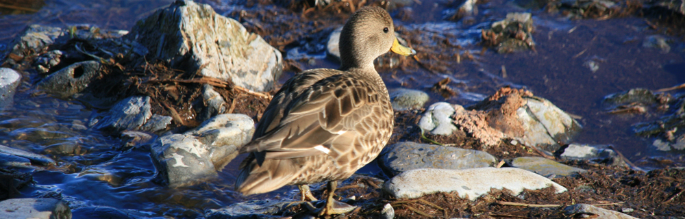 SOUTH GEORGIA PINTAIL Anas georgica georgica